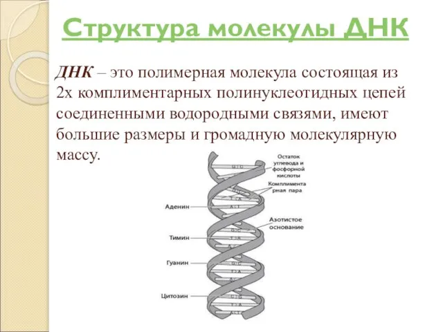 ДНК – это полимерная молекула состоящая из 2х комплиментарных полинуклеотидных цепей