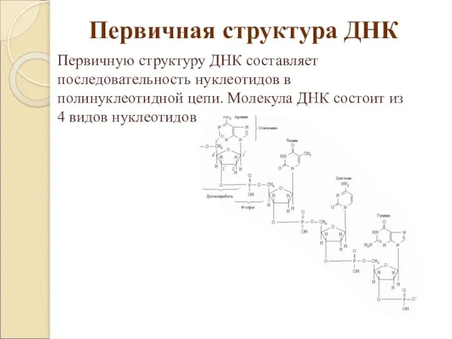 Первичную структуру ДНК составляет последовательность нуклеотидов в полинуклеотидной цепи. Молекула ДНК