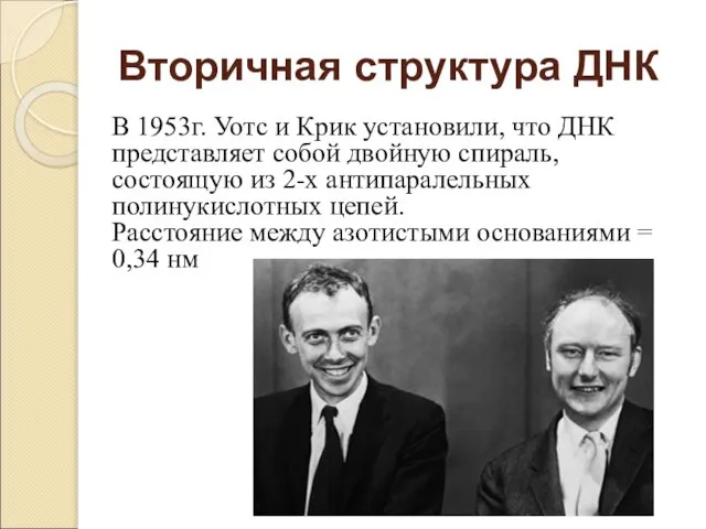 Вторичная структура ДНК В 1953г. Уотс и Крик установили, что ДНК