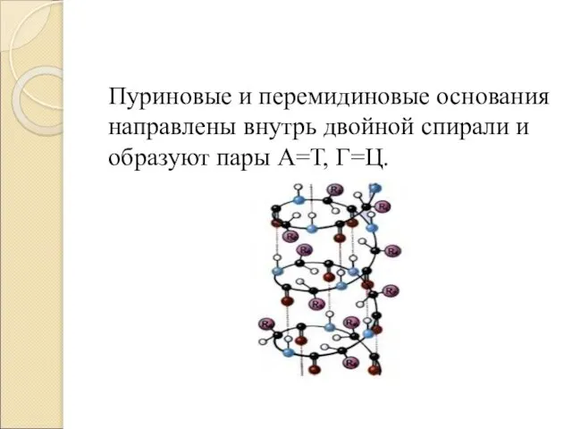 Пуриновые и перемидиновые основания направлены внутрь двойной спирали и образуют пары А=Т, Г=Ц.