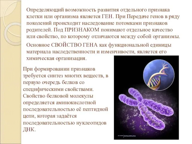 Определяющий возможность развития отдельного признака клетки или организма является ГЕН. При