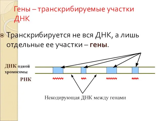 Гены – транскрибируемые участки ДНК Транскрибируется не вся ДНК, а лишь