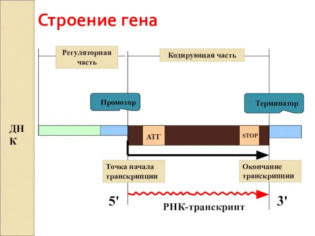 Строение гена Кодирующая часть АТГ STOP ДНК РНК-транскрипт Промотор Терминатор Точка