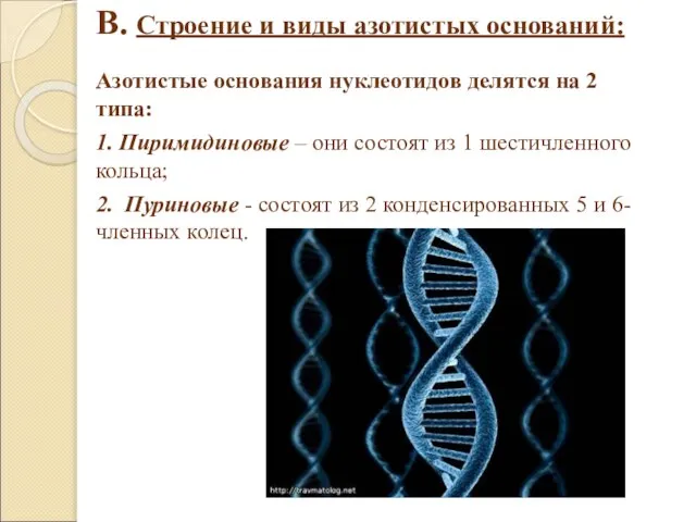 В. Строение и виды азотистых оснований: Азотистые основания нуклеотидов делятся на