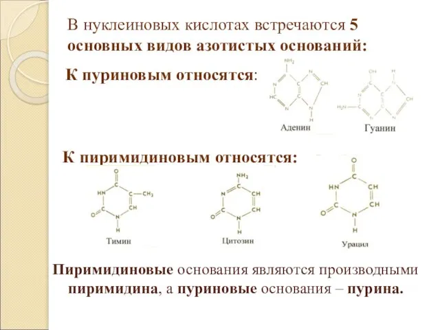 Пиримидиновые основания являются производными пиримидина, а пуриновые основания – пурина. В