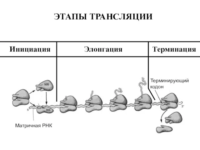 Матричная РНК Терминирующий кодон Инициация Элонгация Терминация ЭТАПЫ ТРАНСЛЯЦИИ