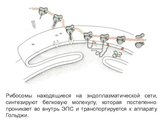 Рибосомы находящиеся на эндоплазматической сети, синтезируют белковую молекулу, которая постепенно проникает