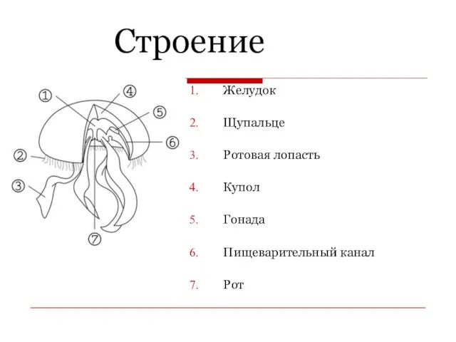 Строение Желудок Щупальце Ротовая лопасть Купол Гонада Пищеварительный канал Рот