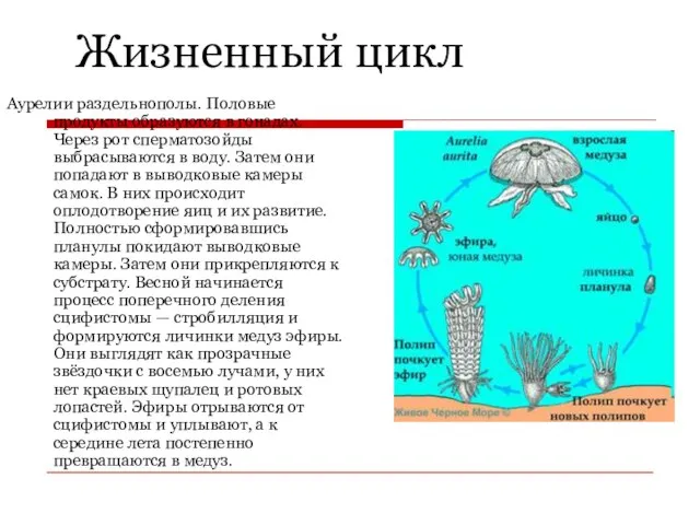 Жизненный цикл Аурелии раздельнополы. Половые продукты образуются в гонадах. Через рот