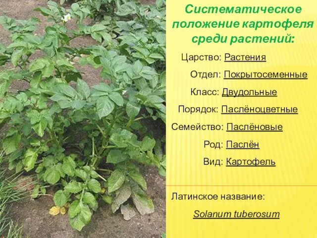 Царство: Растения Отдел: Покрытосеменные Класс: Двудольные Порядок: Паслёноцветные Семейство: Паслёновые Род: