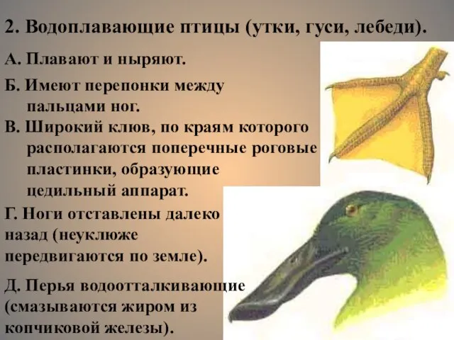 2. Водоплавающие птицы (утки, гуси, лебеди). А. Плавают и ныряют. Б.