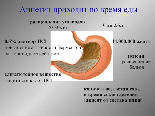 Аппетит приходит во время еды V до 2,5л 14.000.000 желез расщепление