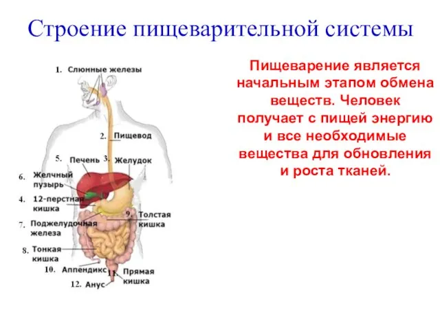 Строение пищеварительной системы 1 Пищеварение является начальным этапом обмена веществ. Человек