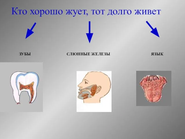 Кто хорошо жует, тот долго живет ЗУБЫ СЛЮННЫЕ ЖЕЛЕЗЫ ЯЗЫК