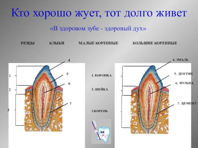 «В здоровом зубе - здоровый дух» 4. ЭМАЛЬ 5. ДЕНТИН 6.