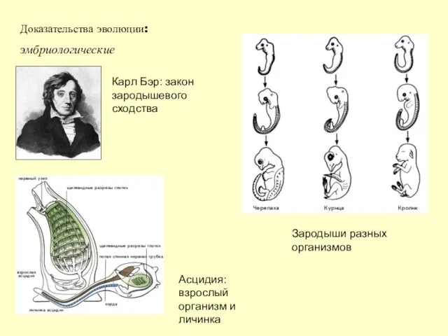Доказательства эволюции: эмбриологические Карл Бэр: закон зародышевого сходства Асцидия: взрослый организм и личинка Зародыши разных организмов