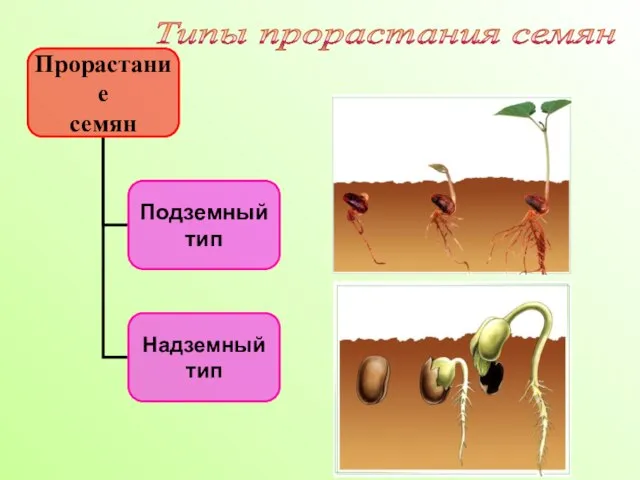 Типы прорастания семян