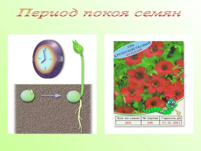 Период покоя семян