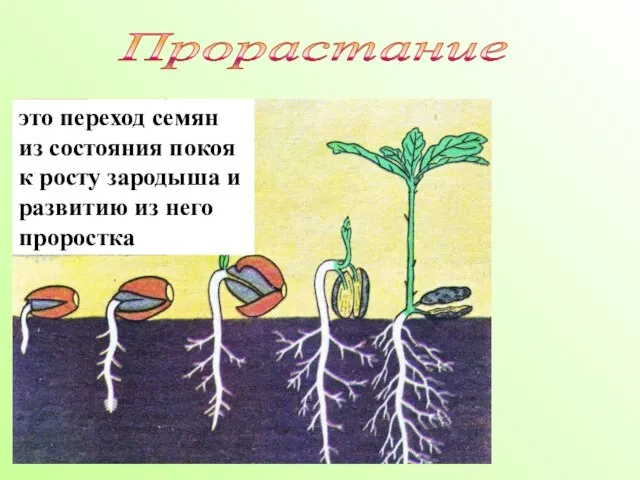 это переход семян из состояния покоя к росту зародыша и развитию из него проростка Прорастание