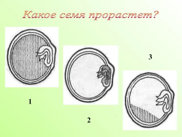 Какое семя прорастет? 1 2 3