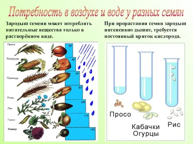 Потребность в воздухе и воде у разных семян Зародыш семени может