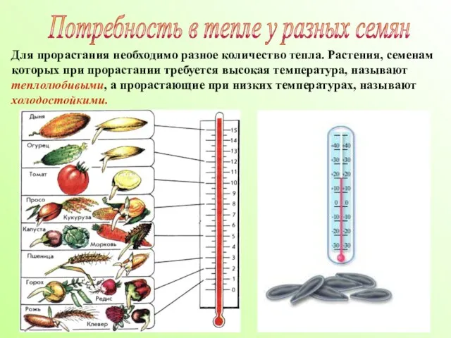 Потребность в тепле у разных семян Для прорастания необходимо разное количество