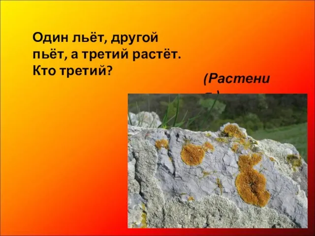 Один льёт, другой пьёт, а третий растёт. Кто третий? (Растения.)