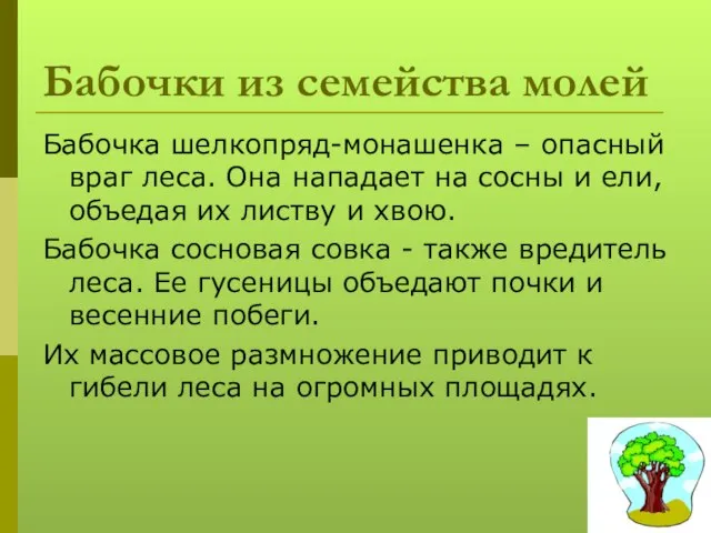 Бабочки из семейства молей Бабочка шелкопряд-монашенка – опасный враг леса. Она