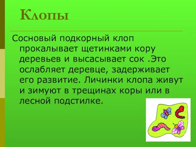 Клопы Сосновый подкорный клоп прокалывает щетинками кору деревьев и высасывает сок