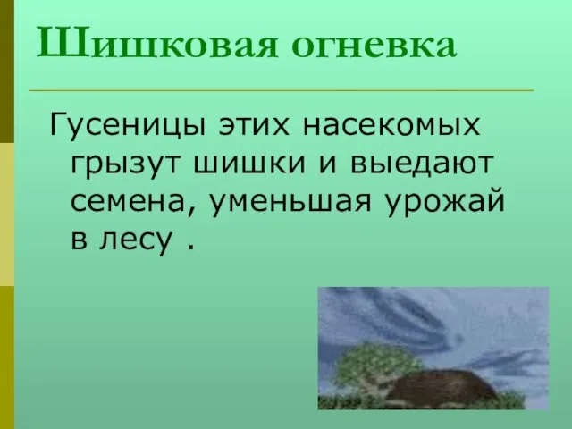 Шишковая огневка Гусеницы этих насекомых грызут шишки и выедают семена, уменьшая урожай в лесу .