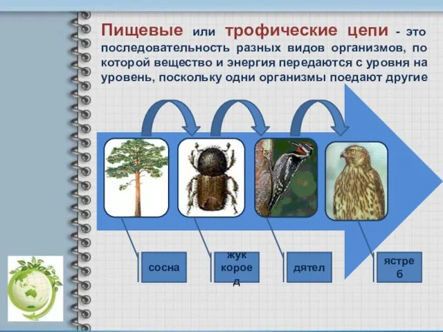 сосна жук короед дятел ястреб Пищевые или трофические цепи - это