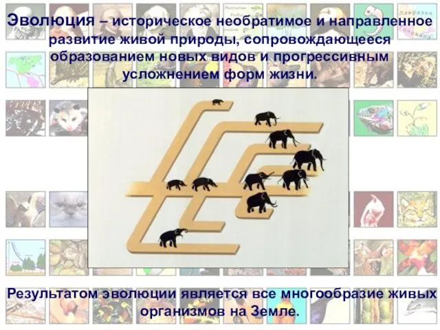 Эволюция – историческое необратимое и направленное развитие живой природы, сопровождающееся образованием