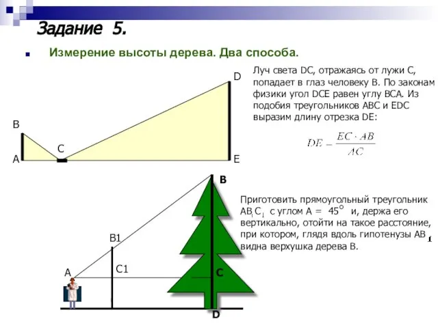 Измерение высоты дерева. Два способа. А В С Е D А