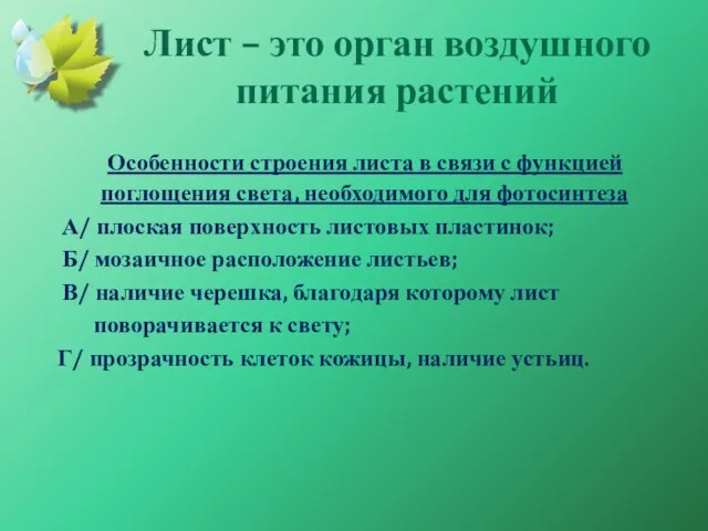 Лист – это орган воздушного питания растений Особенности строения листа в