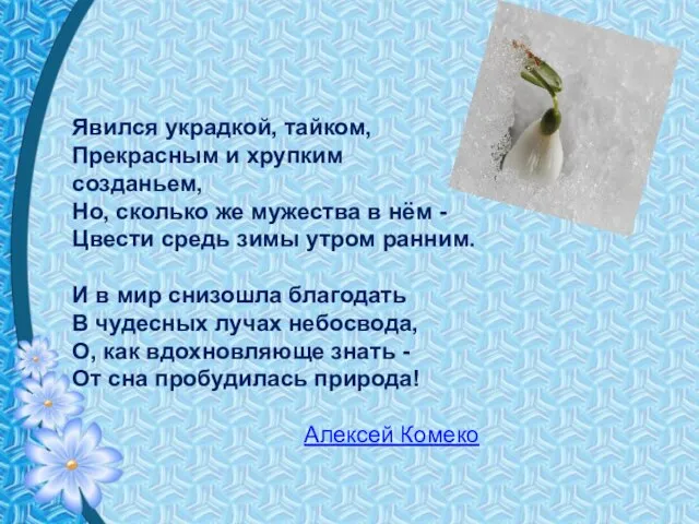 Явился украдкой, тайком, Прекрасным и хрупким созданьем, Но, сколько же мужества