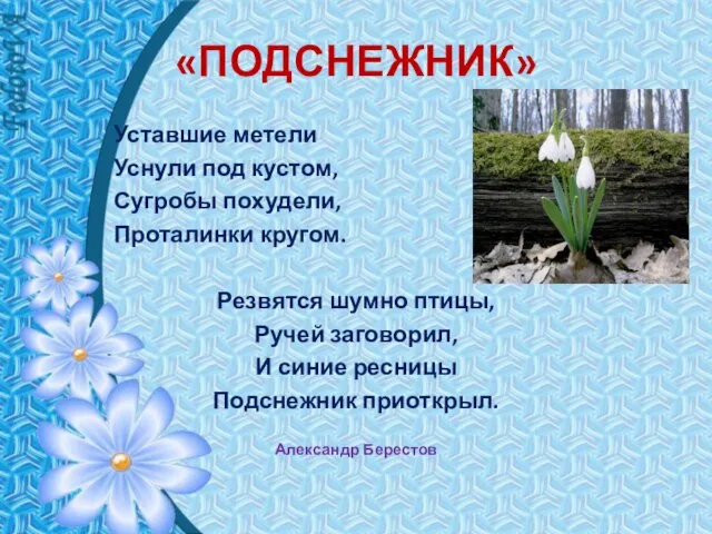 «ПОДСНЕЖНИК» Уставшие метели Уснули под кустом, Сугробы похудели, Проталинки кругом. Резвятся