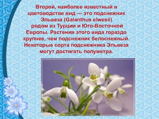 Второй, наиболее известный в цветоводстве вид — это подснежник Эльвеза (Galanthus