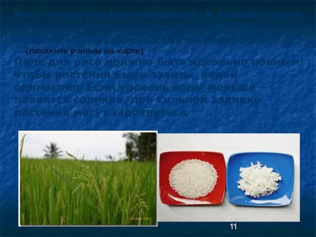 Рис – культура влаголюбивая. В нашей стране он выращивается в основном