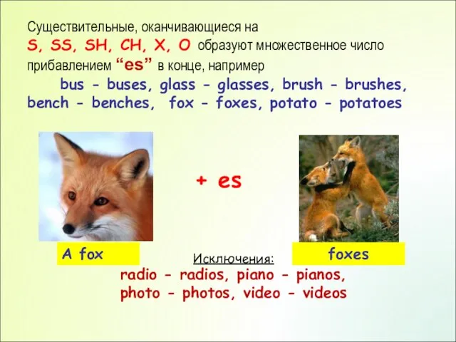 Существительные, оканчивающиеся на S, SS, SH, CH, X, O образуют множественное