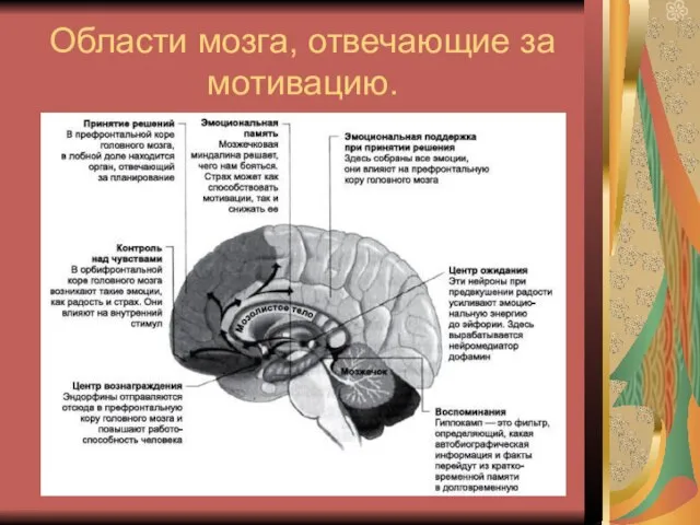 Области мозга, отвечающие за мотивацию.