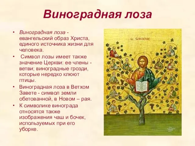 Виноградная лоза Виноградная лоза - евангельский образ Христа, единого источника жизни