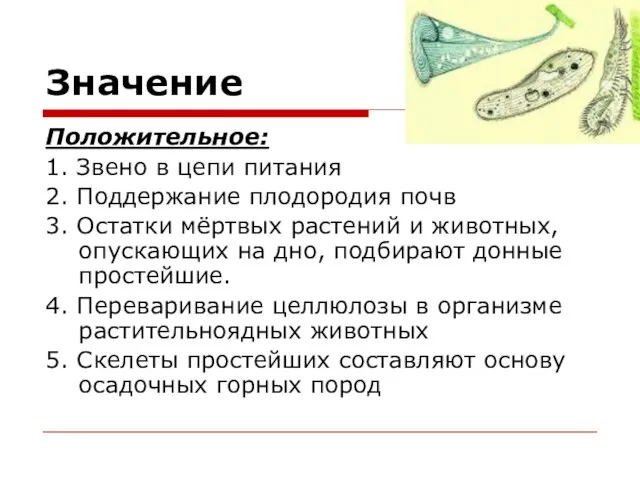 Значение Положительное: 1. Звено в цепи питания 2. Поддержание плодородия почв