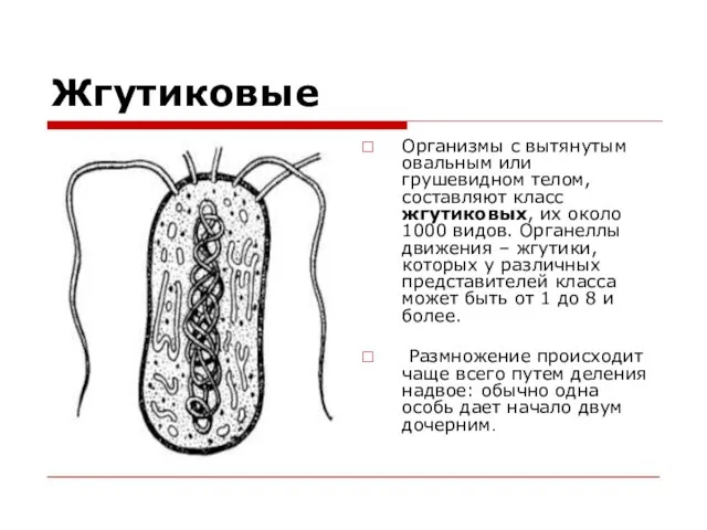 Жгутиковые Организмы с вытянутым овальным или грушевидном телом, составляют класс жгутиковых,