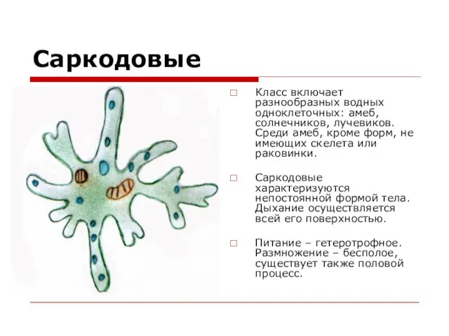 Саркодовые Класс включает разнообразных водных одноклеточных: амеб, солнечников, лучевиков. Среди амеб,