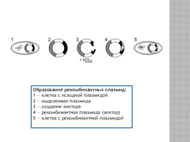 Образование рекомбинантных плазмид: 1 — клетка с исходной плазмидой 2 —