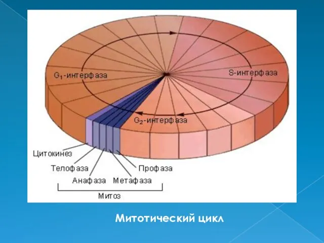 Митотический цикл