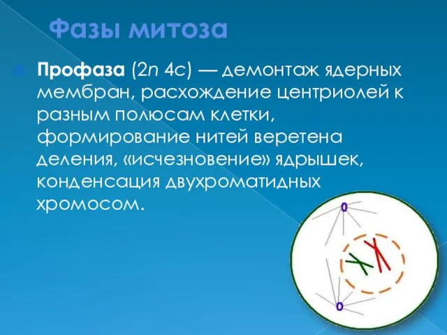 Фазы митоза Профаза (2n 4c) — демонтаж ядерных мембран, расхождение центриолей