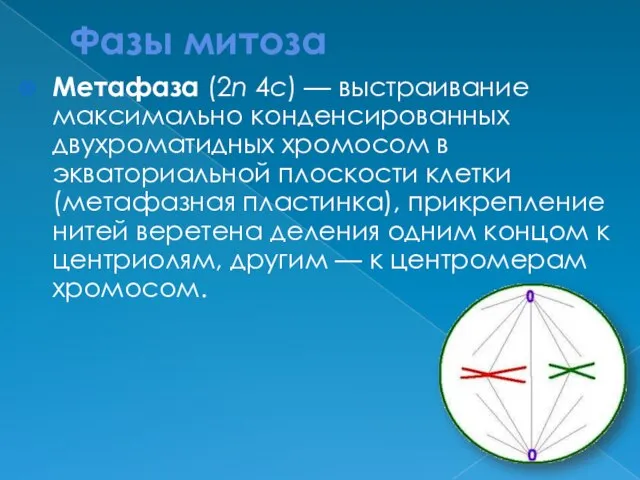 Фазы митоза Метафаза (2n 4c) — выстраивание максимально конденсированных двухроматидных хромосом