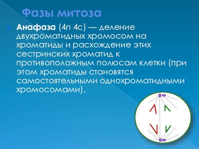 Фазы митоза Анафаза (4n 4c) — деление двухроматидных хромосом на хроматиды