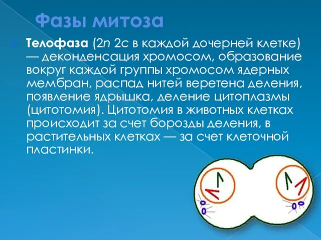 Фазы митоза Телофаза (2n 2c в каждой дочерней клетке) — деконденсация